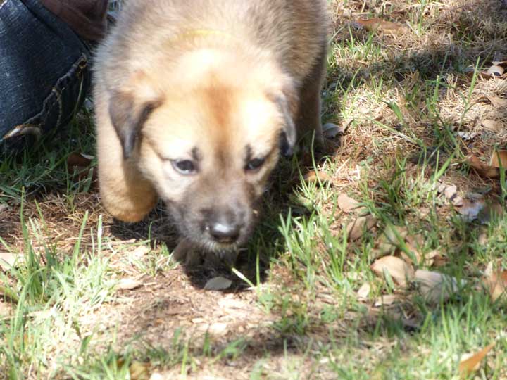 chinook dog